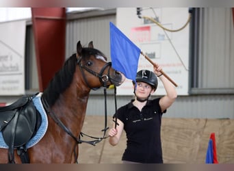 Galés B, Caballo castrado, 6 años, 135 cm, Castaño