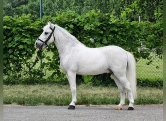 Galés B, Caballo castrado, 6 años, 135 cm, Tordo