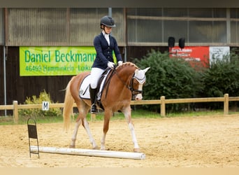 Galés B, Caballo castrado, 6 años, 136 cm, Alazán