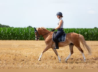 Galés B, Caballo castrado, 6 años, 136 cm, Alazán