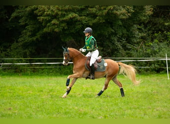 Galés B, Caballo castrado, 6 años, 136 cm, Alazán