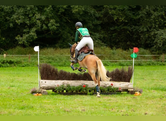 Galés B, Caballo castrado, 6 años, 136 cm, Alazán