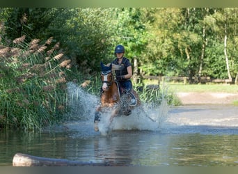 Galés B, Caballo castrado, 6 años, 136 cm, Alazán