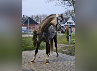Galés B, Caballo castrado, 6 años, 139 cm, Tordo