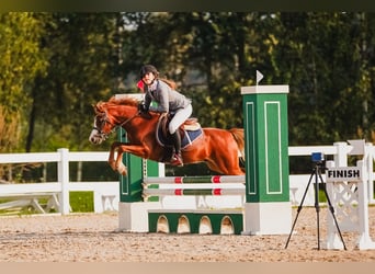 Galés B, Caballo castrado, 6 años, Castaño rojizo