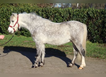 Galés B, Caballo castrado, 7 años, 110 cm, Tordo