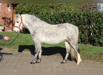 Galés B, Caballo castrado, 7 años, 110 cm, Tordo