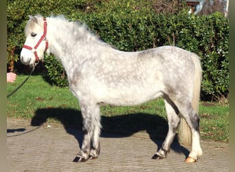 Galés B, Caballo castrado, 7 años, 110 cm, Tordo