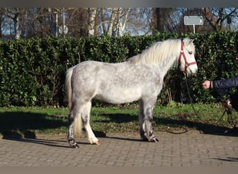 Galés B, Caballo castrado, 7 años, 110 cm, Tordo