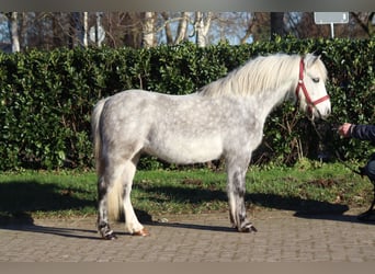 Galés B, Caballo castrado, 7 años, 110 cm, Tordo