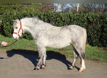 Galés B, Caballo castrado, 7 años, 110 cm, Tordo