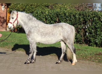 Galés B, Caballo castrado, 7 años, 110 cm, Tordo