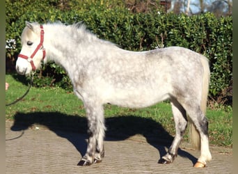 Galés B, Caballo castrado, 7 años, 110 cm, Tordo