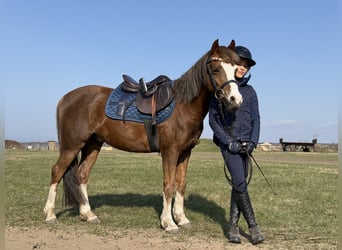 Galés B, Caballo castrado, 7 años, 125 cm, Alazán-tostado