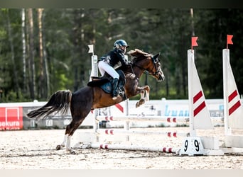 Galés B, Caballo castrado, 7 años, 125 cm, Alazán-tostado