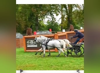 Galés B, Caballo castrado, 7 años, 125 cm, White/Blanco