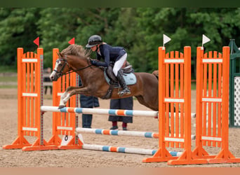Galés B, Caballo castrado, 7 años, 126 cm, Alazán-tostado