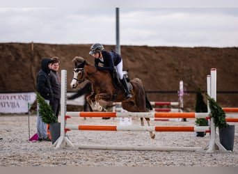 Galés B, Caballo castrado, 7 años, 126 cm, Alazán-tostado