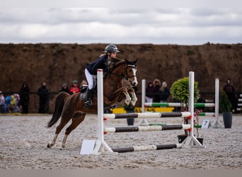 Galés B, Caballo castrado, 7 años, 126 cm, Alazán-tostado