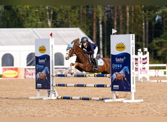 Galés B, Caballo castrado, 7 años, 126 cm, Alazán-tostado