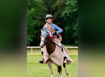 Galés B, Caballo castrado, 7 años, 126 cm, Alazán-tostado