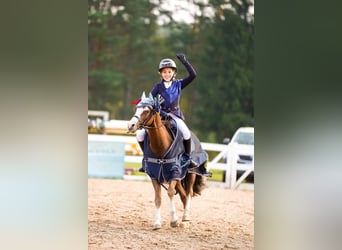 Galés B, Caballo castrado, 7 años, 126 cm, Alazán-tostado