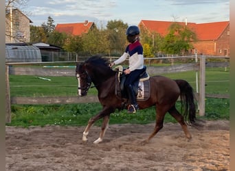 Galés B, Caballo castrado, 7 años, 133 cm, Alazán-tostado