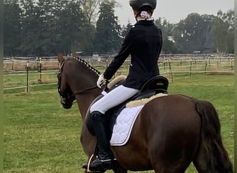 Galés B, Caballo castrado, 7 años, 133 cm, Alazán-tostado