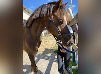 Galés B, Caballo castrado, 7 años, 133 cm, Alazán-tostado