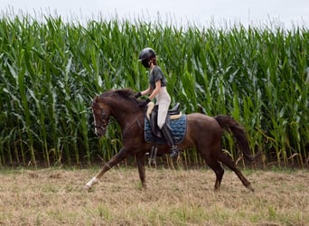 Galés B, Caballo castrado, 7 años, 133 cm, Alazán-tostado