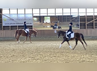 Galés B, Caballo castrado, 7 años, 133 cm, Alazán-tostado