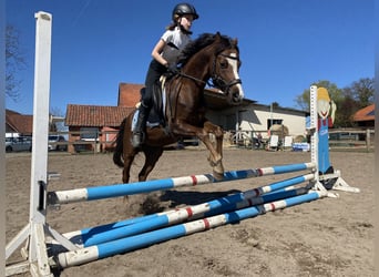 Galés B, Caballo castrado, 7 años, 133 cm, Alazán-tostado