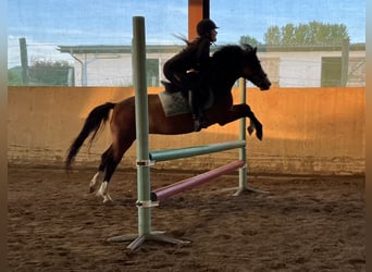 Galés B, Caballo castrado, 7 años, 133 cm, Castaño