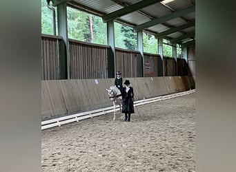 Galés B, Caballo castrado, 7 años, 135 cm, Cremello