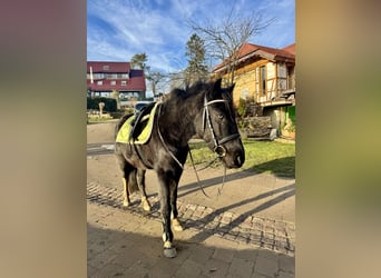 Galés B Mestizo, Caballo castrado, 7 años, 137 cm, Negro