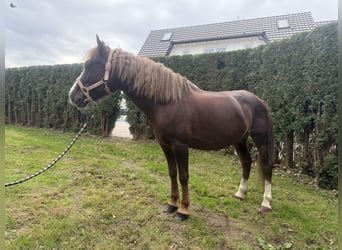 Galés B, Caballo castrado, 7 años, 140 cm, Alazán-tostado