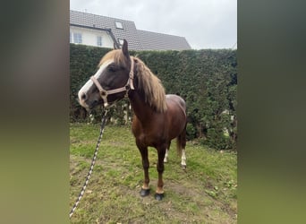 Galés B, Caballo castrado, 7 años, 140 cm, Alazán-tostado