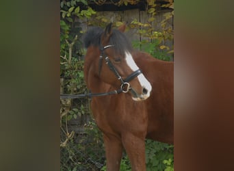 Galés B, Caballo castrado, 7 años, 140 cm, Castaño