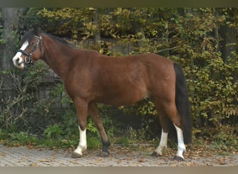 Galés B, Caballo castrado, 7 años, 140 cm, Castaño