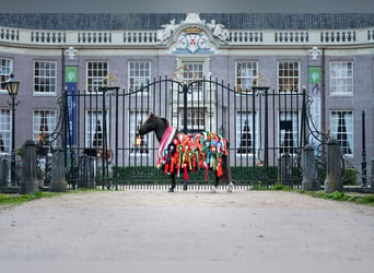 Galés B Mestizo, Caballo castrado, 8 años, 125 cm, Morcillo