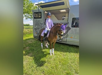 Galés B, Caballo castrado, 8 años, 127 cm, Alazán-tostado