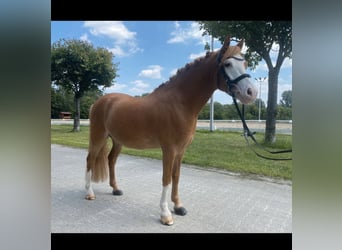 Galés B, Caballo castrado, 8 años, 132 cm, Alazán