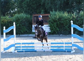 Galés B, Caballo castrado, 8 años, 132 cm, Alazán-tostado