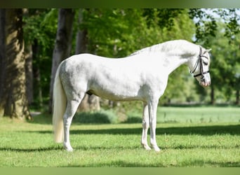 Galés B, Caballo castrado, 8 años, White/Blanco