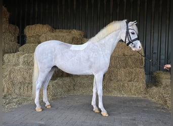 Galés B, Caballo castrado, 8 años, White/Blanco