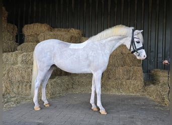 Galés B, Caballo castrado, 8 años, White/Blanco