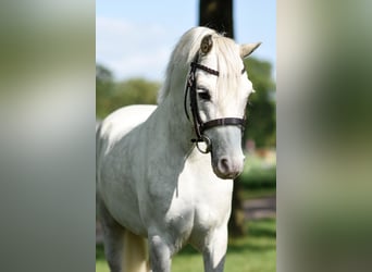 Galés B, Caballo castrado, 8 años, White/Blanco