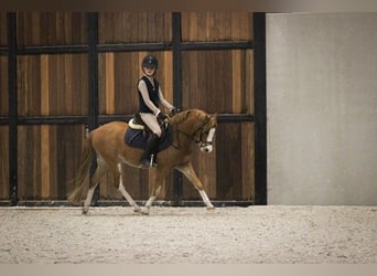 Galés B, Caballo castrado, 9 años, 126 cm, Alazán