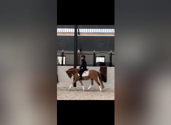 Galés B, Caballo castrado, 9 años, 126 cm, Alazán