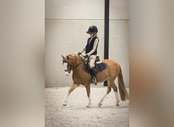 Galés B, Caballo castrado, 9 años, 126 cm, Alazán